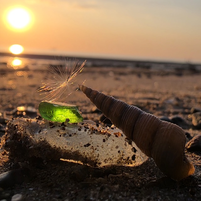 A seed head, sea glass and a shell on wet sand, lit by a low sun over the water.